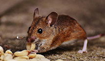 24 Hour & Emergency Exterminators in Darbydale, OH
